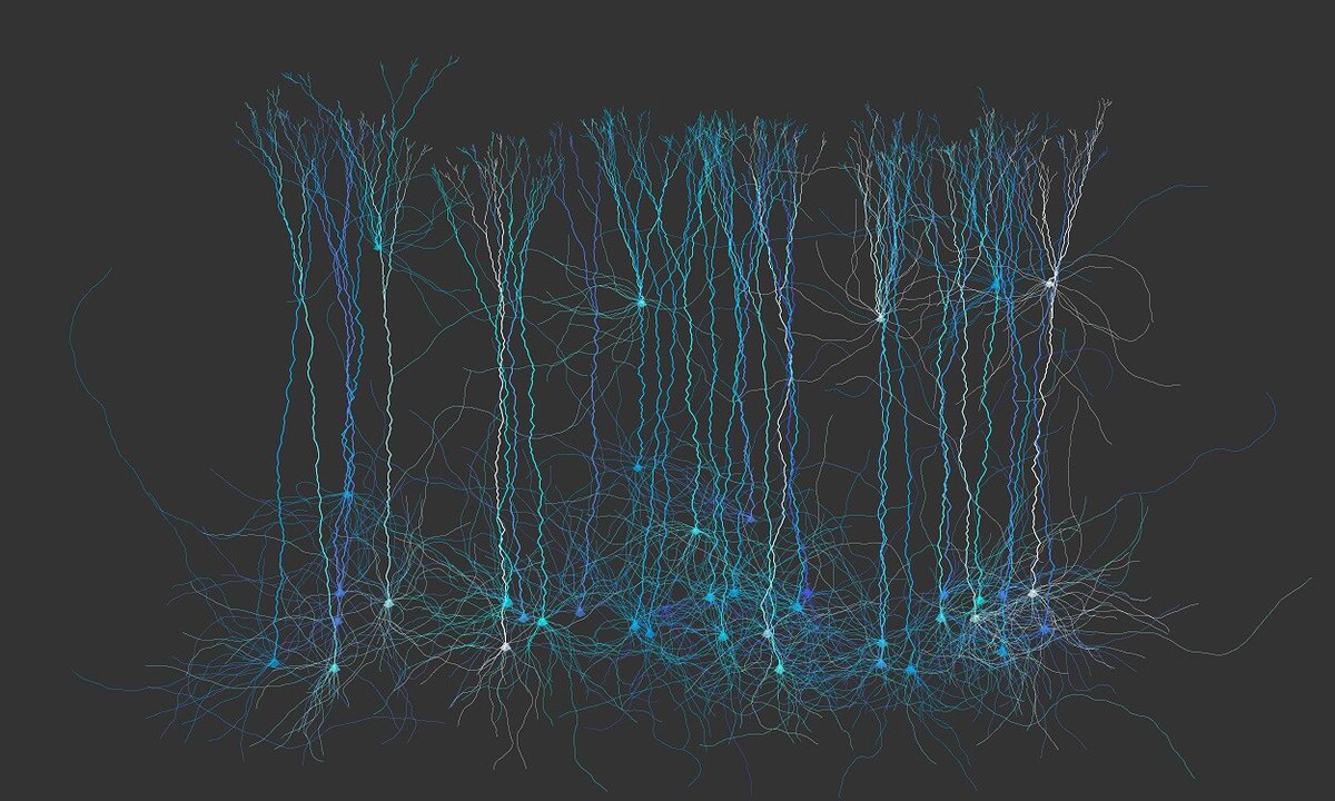 RT @kristinHenry@vis.social
Day 10: sharing one of my earlier Generative Art pieces, where I was exploring the branching patterns of neurons.

#ArtAdventCalendar #GenerativeArt #SciArt #CreativeCoding #art #WomenWhoCode #neuroscience
vis.social/@kristinHenry/…
