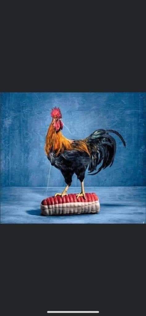 Pierre BELLOT tweet media