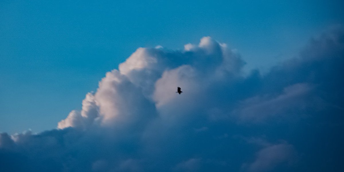 𝓴𝓸𝓰𝓪𝔂𝓪. tweet media