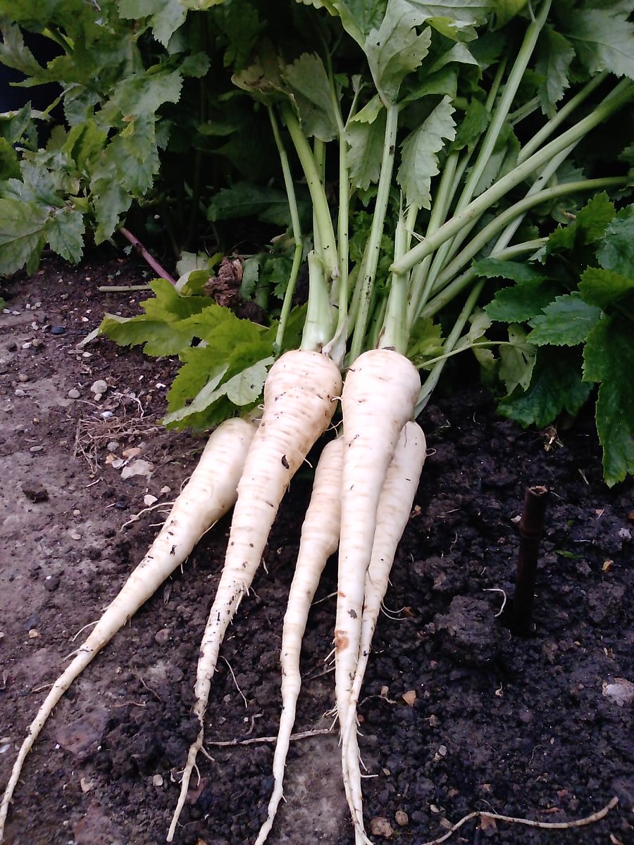 GrowMad Vegetable Variety of the week - Parsnip 'Panorama' from @ <a href="/Elsomsseeds/">Elsoms Seeds</a> It produces long, well-filled, smooth, white roots and has excellent all-around disease resistance. Seed <a href="/DobiesOfDevon/">Dobies</a> <a href="/DTBrownSeeds/">D.T.Brown Seeds</a> <a href="/suttons_seeds/">Suttons</a>  #allotment #GYO #kitchengarden #gardening #organic