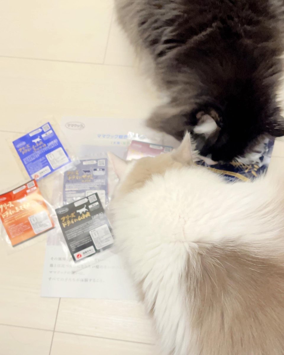 jca100711's tweet photo. ママクックさんから無添加のフリーズドライおやつの試供品が届きました！興味津々です〻ʘᴥʘ〻〻ʘᴥʘ〻
ありがとうございます！
#ママクック #mamacook
#無添加おやつ #フリーズドライおやつ
#ねこ      
#猫
#猫のいる生活      
#猫の居る暮らし
#ネコチャン
#じんちぇす https://t.co/qEWq2HaAvy