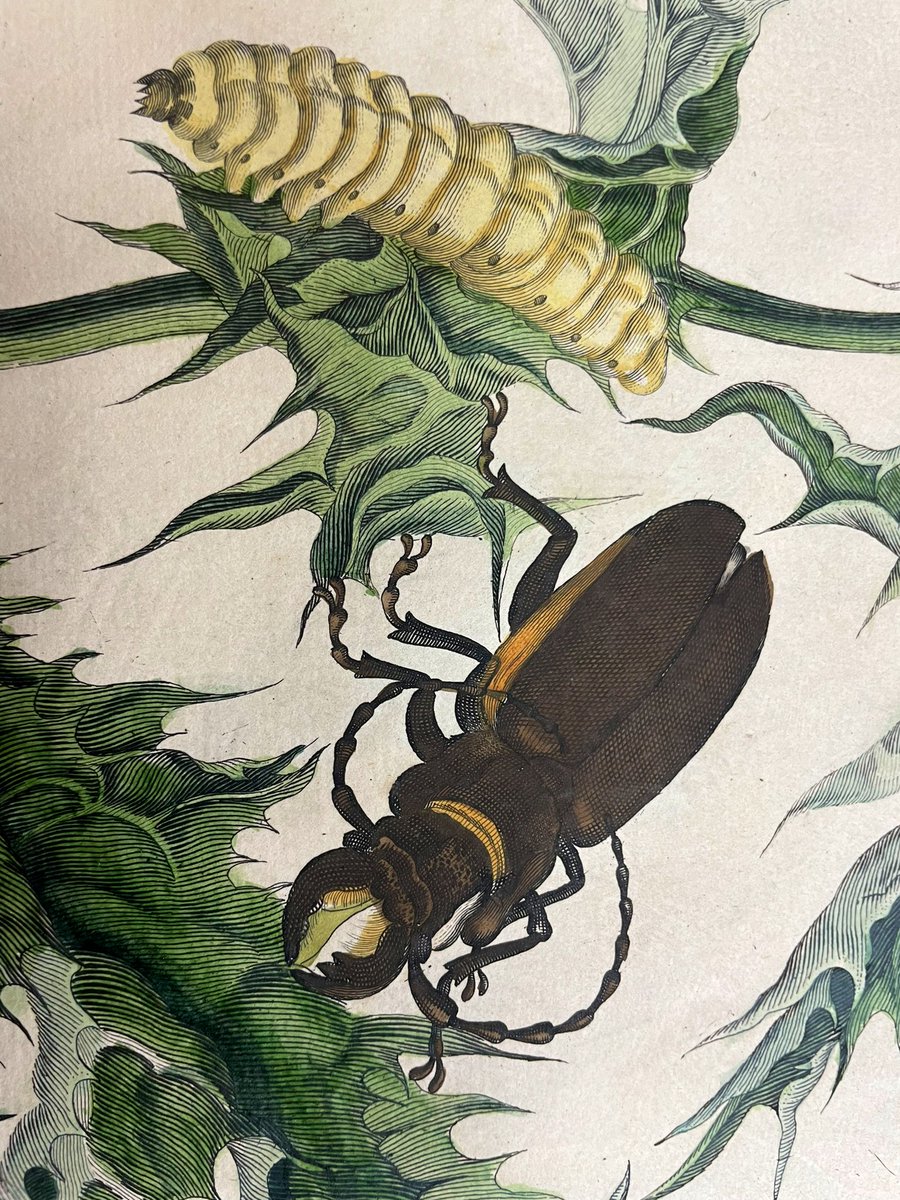 flygirlNHM's tweet photo. The formal naming system was developed a while after the Insects of Suriname was published (#Macleay adds many to his copy) but her notes give life history accounts of the species, &amp; so it was one of the earliest (&amp; maybe still the most attractive) ecological text books 🧵pt8 https://t.co/bQerV6J0KA