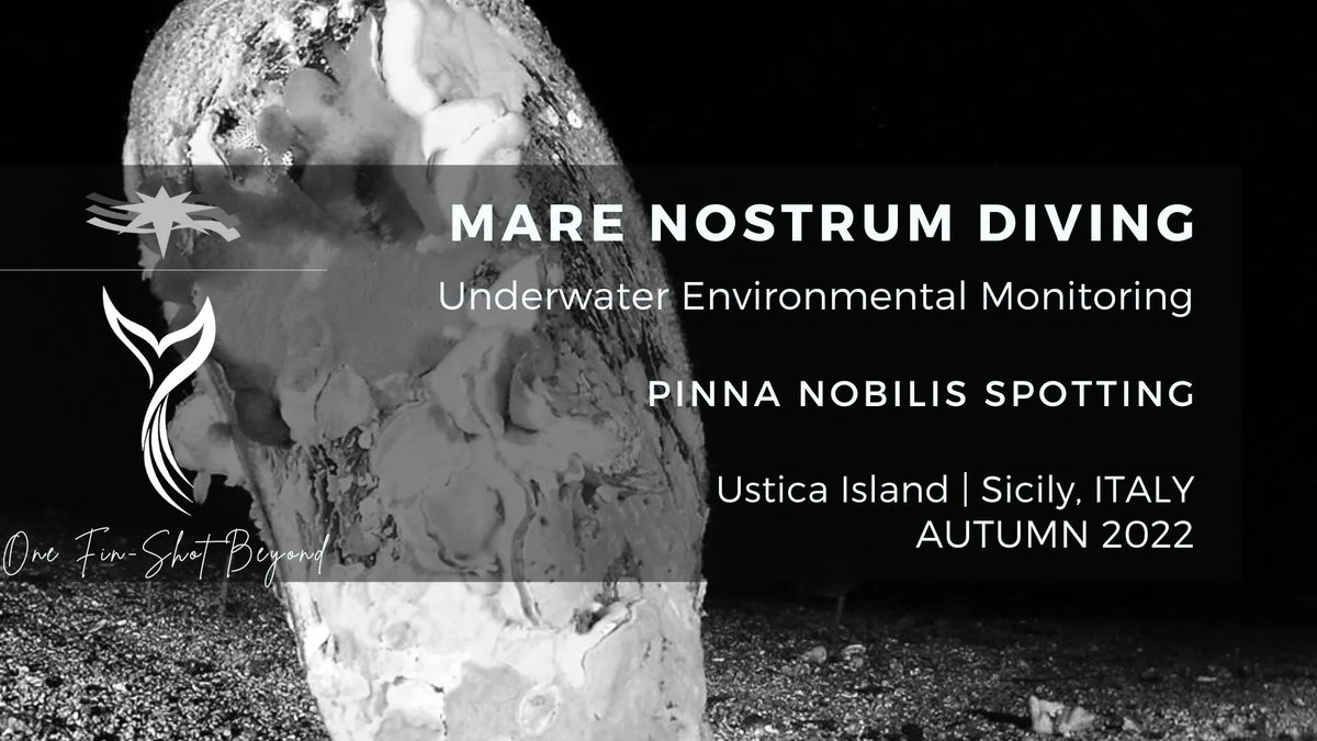 marenostrumdive's tweet photo. 𝙋𝙞𝙣𝙣𝙖 𝙣𝙤𝙗𝙞𝙡𝙞𝙨 populations in the Mediterranean have greatly reduced as a result of the impact of human impacts. Since 2016 pathogens have caused dramatical mortality events. Ustica was not spared by this phenomenon. BUT 2 live specimens spotted.https://t.co/rtXn0phx9M https://t.co/bfgE6PJELV