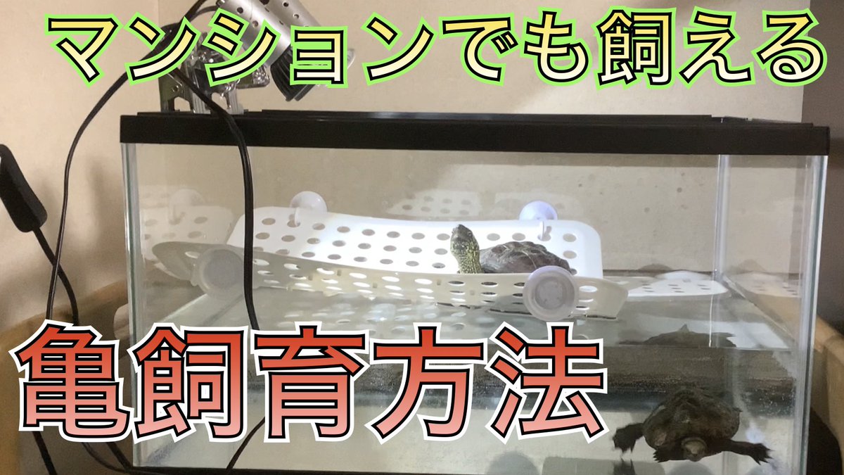 我が家の亀飼育方法を紹介。
イシガメとクサガメを飼育して2年目です。
大きな水槽は置けませんがなんとか工夫しながら飼育しています。
マンション住まいでこれから亀をお迎えすることを考えている方に見て頂けたら幸いです。
#亀飼育　#亀水槽　#クサガメ　#イシガメ
youtu.be/xJ3yM9Z1sPg