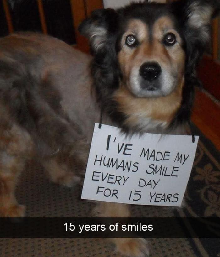 TweeetsOfDogs's tweet photo. Every day happiness💞🥳 https://t.co/gP2mGxg4TO
