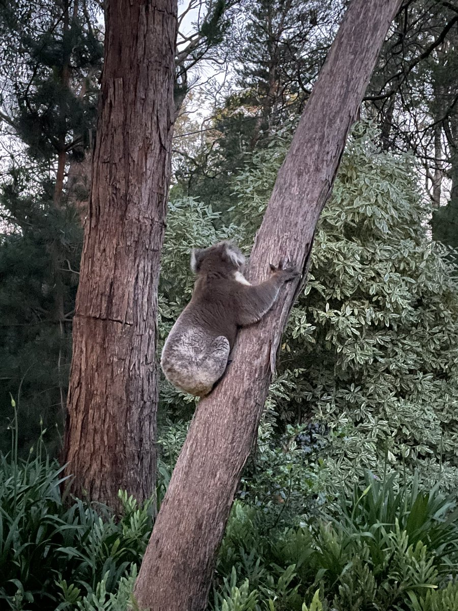 They are noisy (if you know you know) but very cute… #AdelaideHills #frontgarden