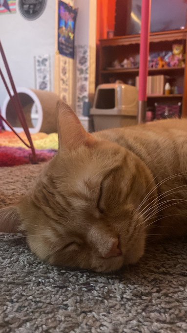 Elmer sleeping but also pretending to sleep bc he wants pets but doesn&rsquo;t wana come off as needy (he&rsquo;s<a href="/tag/newprofilepic"class="tags"><span>#newprofilepic</span></a>