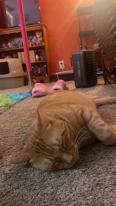 Elmer sleeping but also pretending to sleep bc he wants pets but doesn&rsquo;t wana come off as needy (he&rsquo;s<a href="/tag/newprofilepic"class="tags"><span>#newprofilepic</span></a>