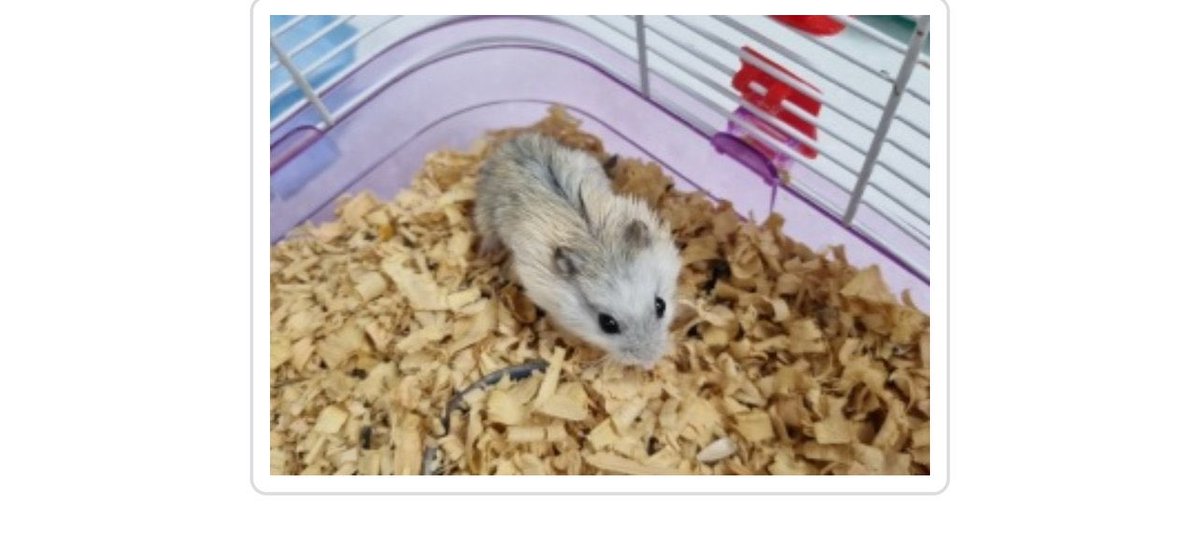 쓰레기버리는곳에 얘네 둘이 케이지채로 버려져있었대요 보호소에 소동물구역이 없어서 어쩔수없이 난방 안되는 곳에 있대요😭
소동물들에게 치명적인 날씨라서 구조가 시급해요 알티해주세요 벌써 입소한지 2주가 다돼가요ㅜㅜ