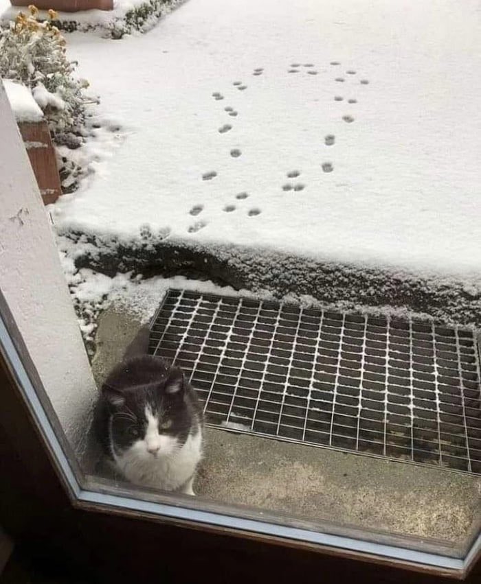 بالون tweet media