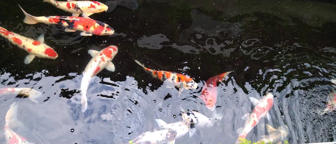きれいな鯉なのだ! 