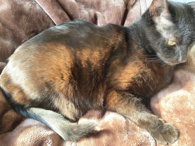 日光に当たると茶猫になるんよ 