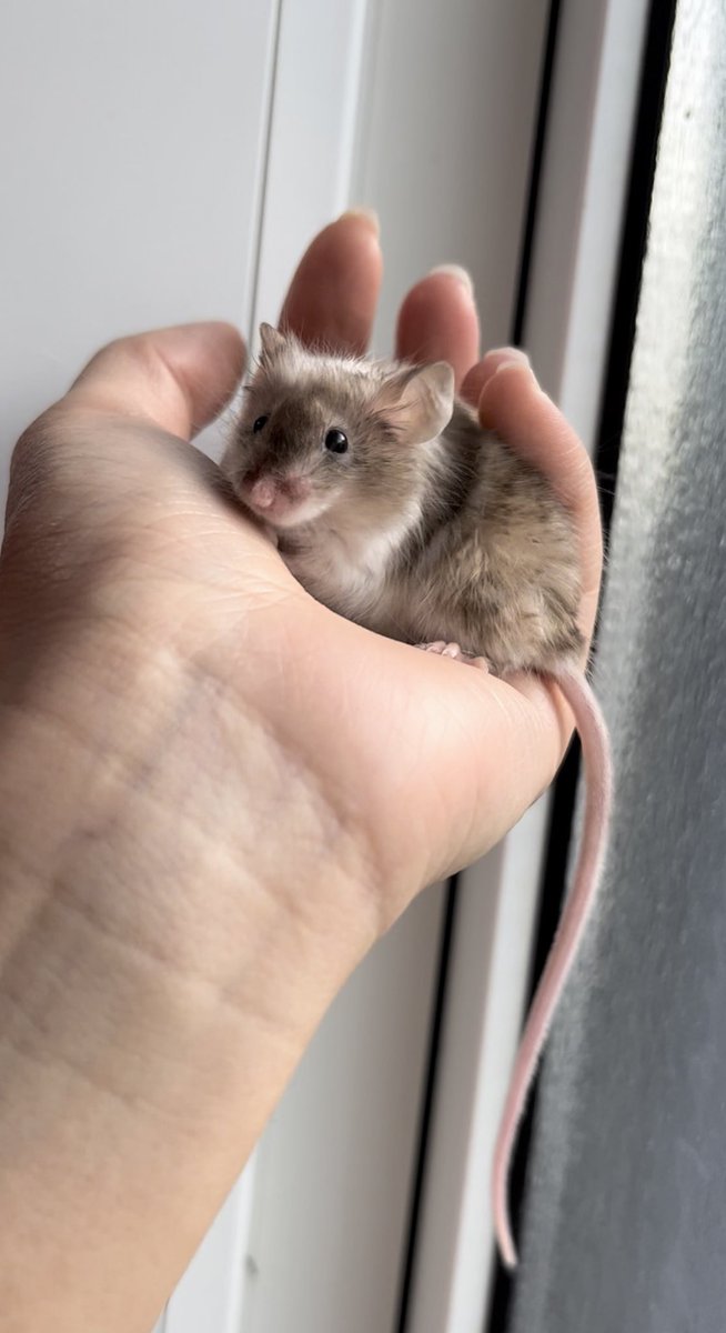 ネズミの尻尾はかわいい