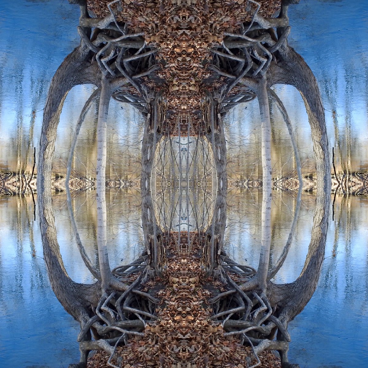 My next #SymmetreeSunday image. 

#SymmetrySunday #symmetry #trees #symmetryart #NaturePhotography