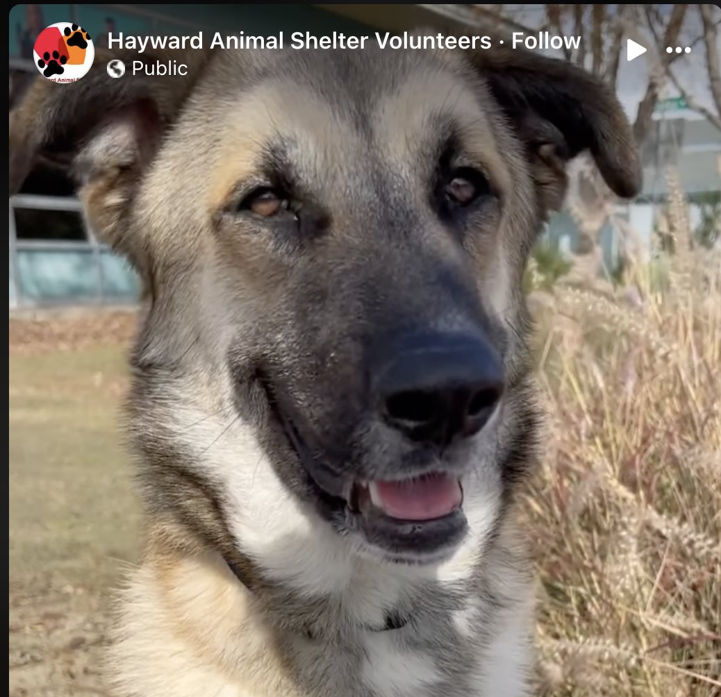 Furry Friends Rescue tweet media