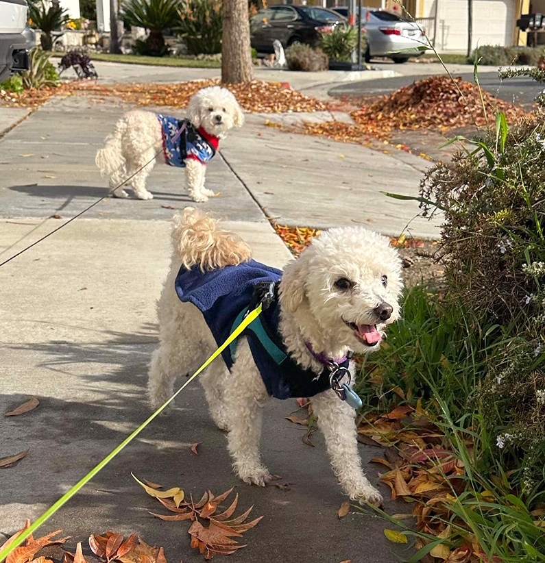 Furry Friends Rescue tweet media