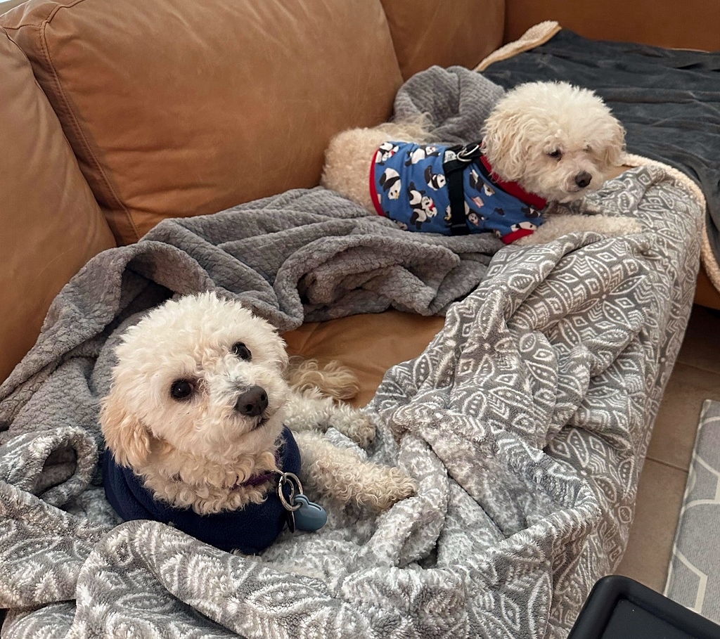 Furry Friends Rescue tweet media