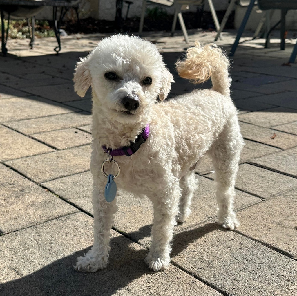 Furry Friends Rescue tweet media