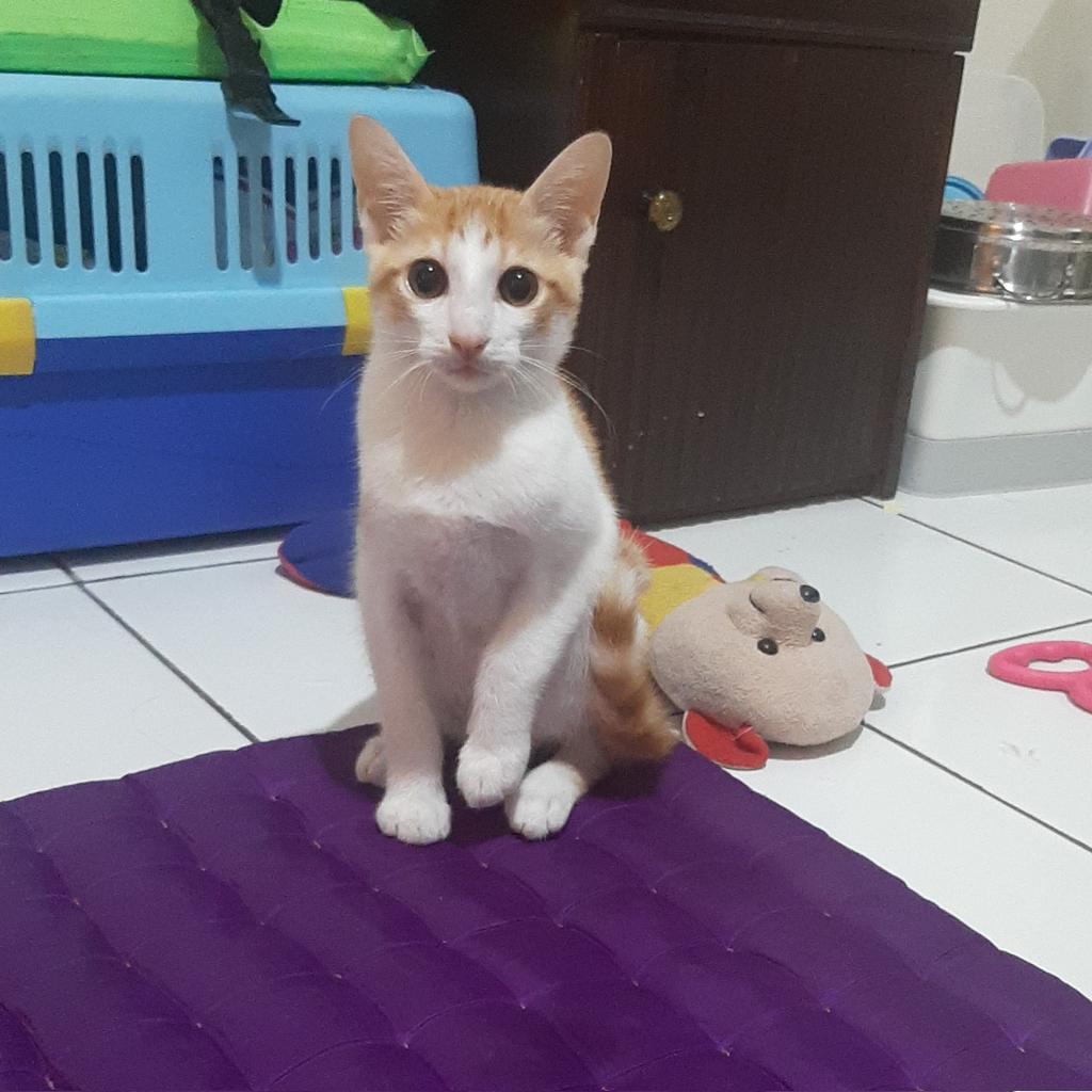 kochengfs's tweet photo. 🐈‍⬛ Tunjukin kucing kalian yang suka planga plongo juga dong

I'll go first: https://t.co/bWkZlDLMs5