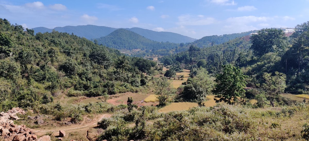 patrajyotiraj's tweet photo. #MountainsMatter 11 December is #InternationalMountainDay! โฐ๏ธ
#Mountains are critical for our
๐งWater โกEnergy ๐ชฒ #Biodiversity
#Livelihoods #Daringbadi in #Kandhamal @DMKandhamal @ForestDeptt @ecoretreat_ot #PulseofthePlanet @icimod https://t.co/YWI8EwCxZy