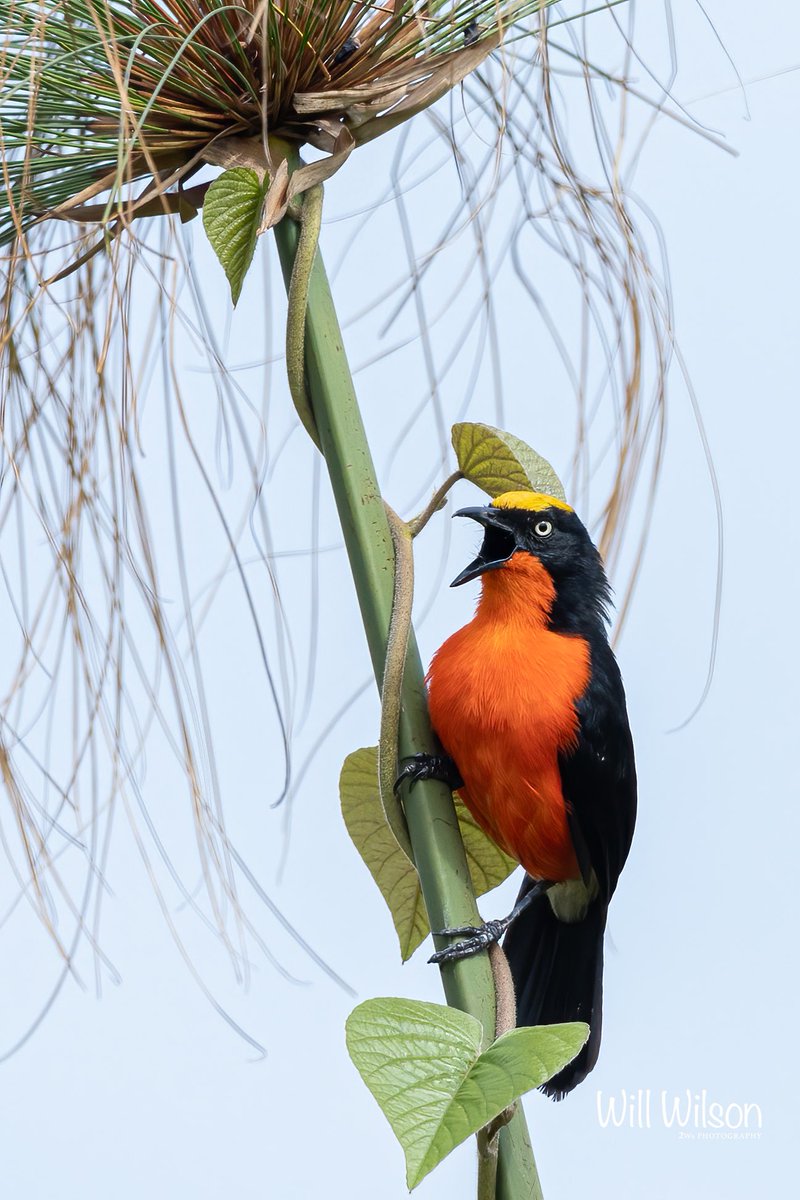 A Papyrus Gonolek in full song! Photographed near Nzove, in <a href="/CityofKigali/">City of Kigali</a> #Rwanda #RwOT #RwandaBirds #BirdsSeenIn2022 #TwitterNaturePhotography