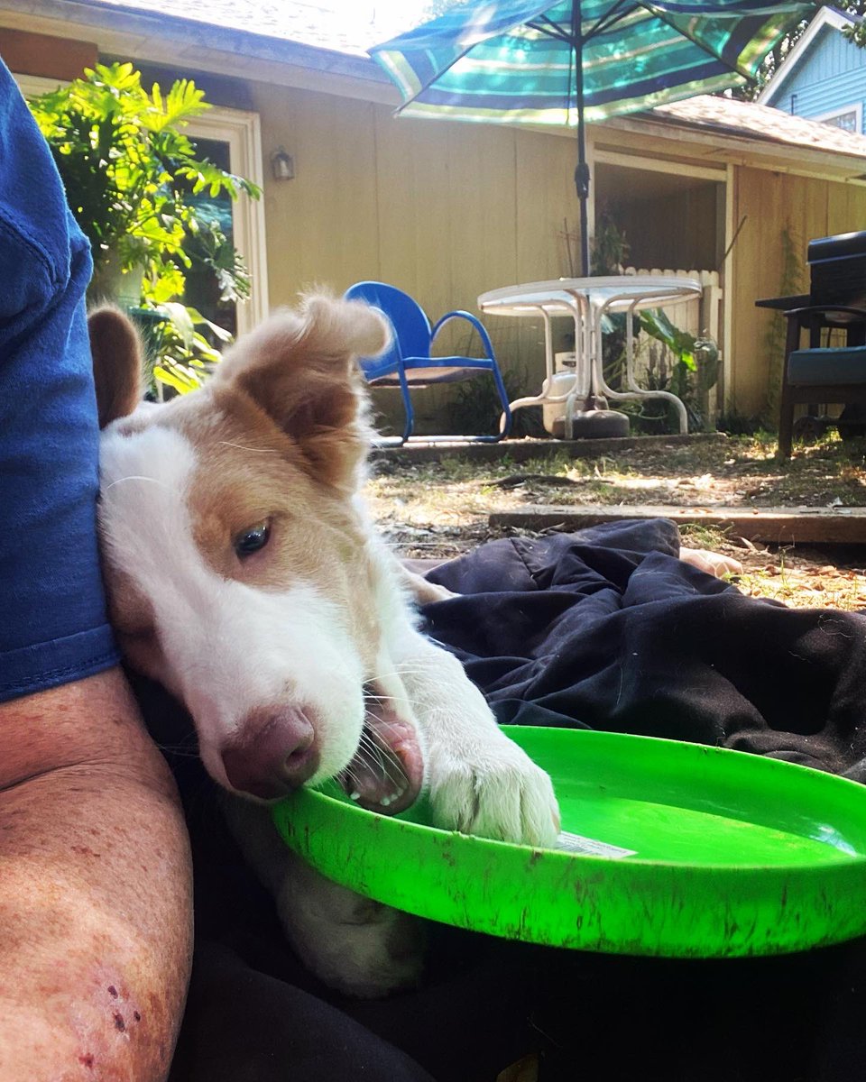 bcpowderburn's tweet photo. Mom and frisbee. Two of mah favorite things! 🐕❤️ #bcpowderburn #dogs #BorderCollie #puppylife https://t.co/Ig60M5zTwW