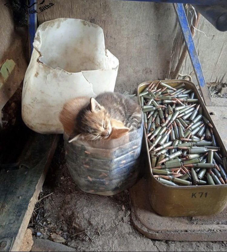 bcma2021's tweet photo. @ResurgensJBGC why not bullet guardian kitty? it (probably) hasn’t done a single settler-colonialism https://t.co/0yE5JyeZvz