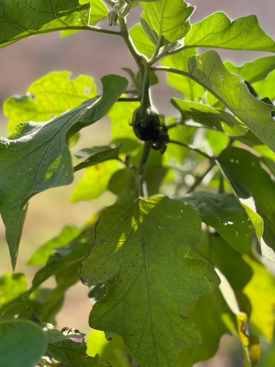 TechTreesSDG's tweet image. Few months ago, #TechTrees developed a kitchen garden for a school in India, the first fruit of the kitchen garden is now visible!! The feeling is beyond praises!!

The kitchen garden was developed as part of Charity initiative under SDG 2, no hunger

#SDGs #NoHunger