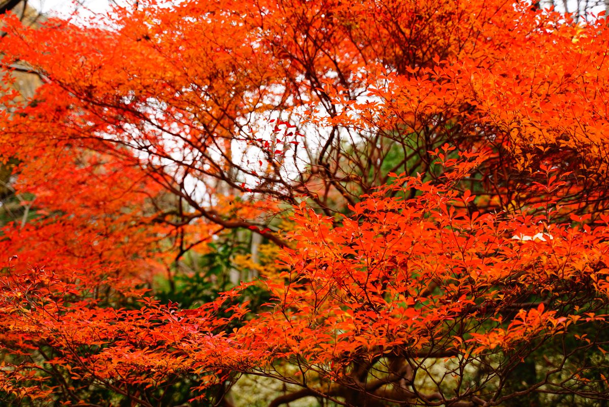 mino2325's tweet photo. 六義園 https://t.co/CgWMgABzML