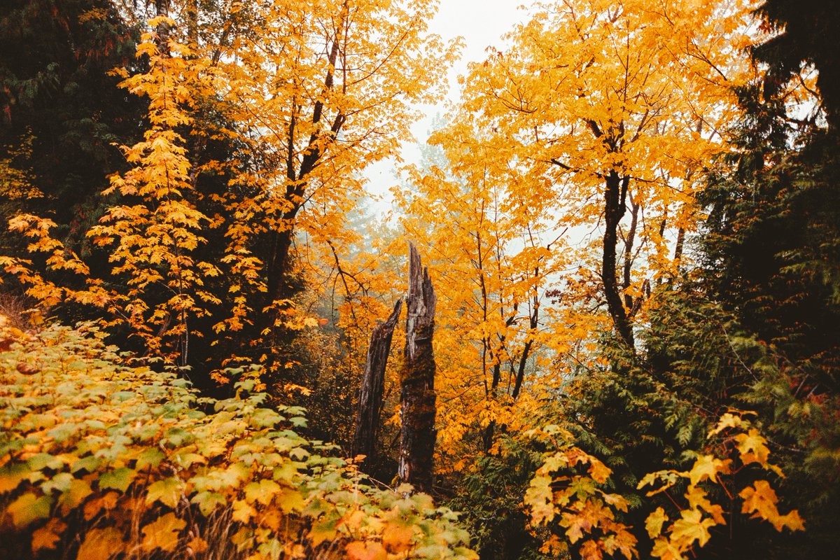 johncwingfield's tweet photo. fall in washington, on 35mm film https://t.co/2UdNOMXVtC