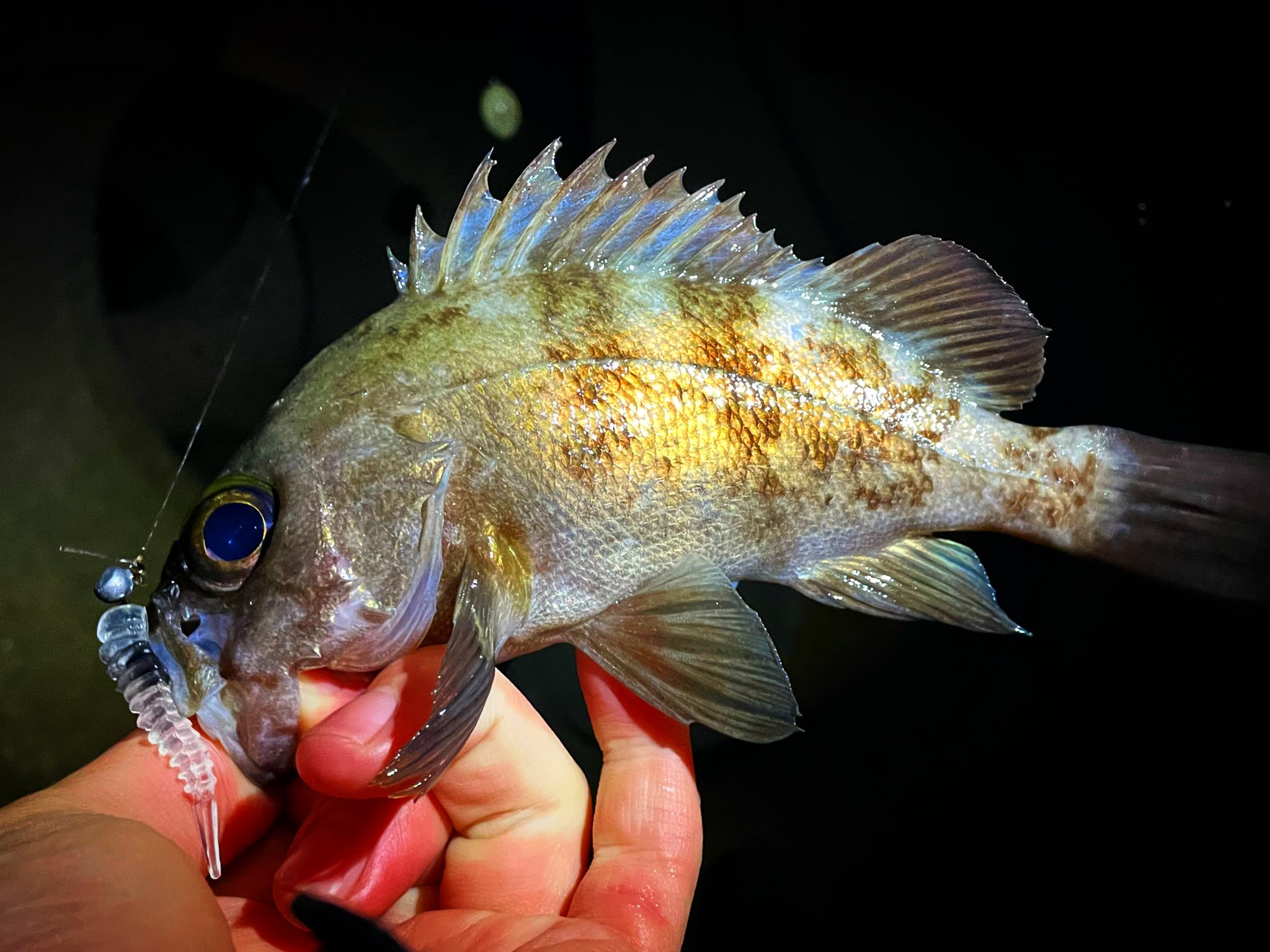 岡山メバリング Twitter Search Twitter