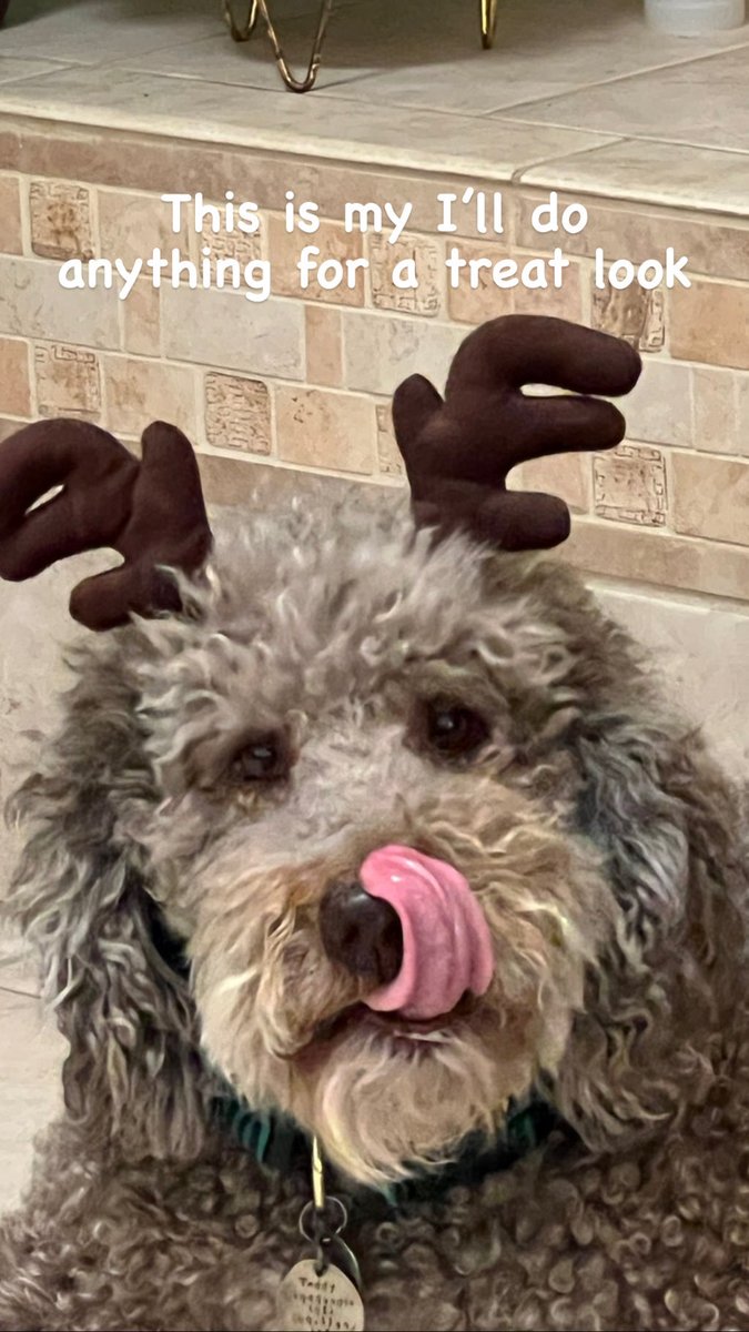 Wagadoodle1's tweet photo. If I’m wearing something silly, it must be Christmas photo time. #teddywagadoodle #reindeer #dogs #reindeer #christmas https://t.co/3jAN1sPtN1