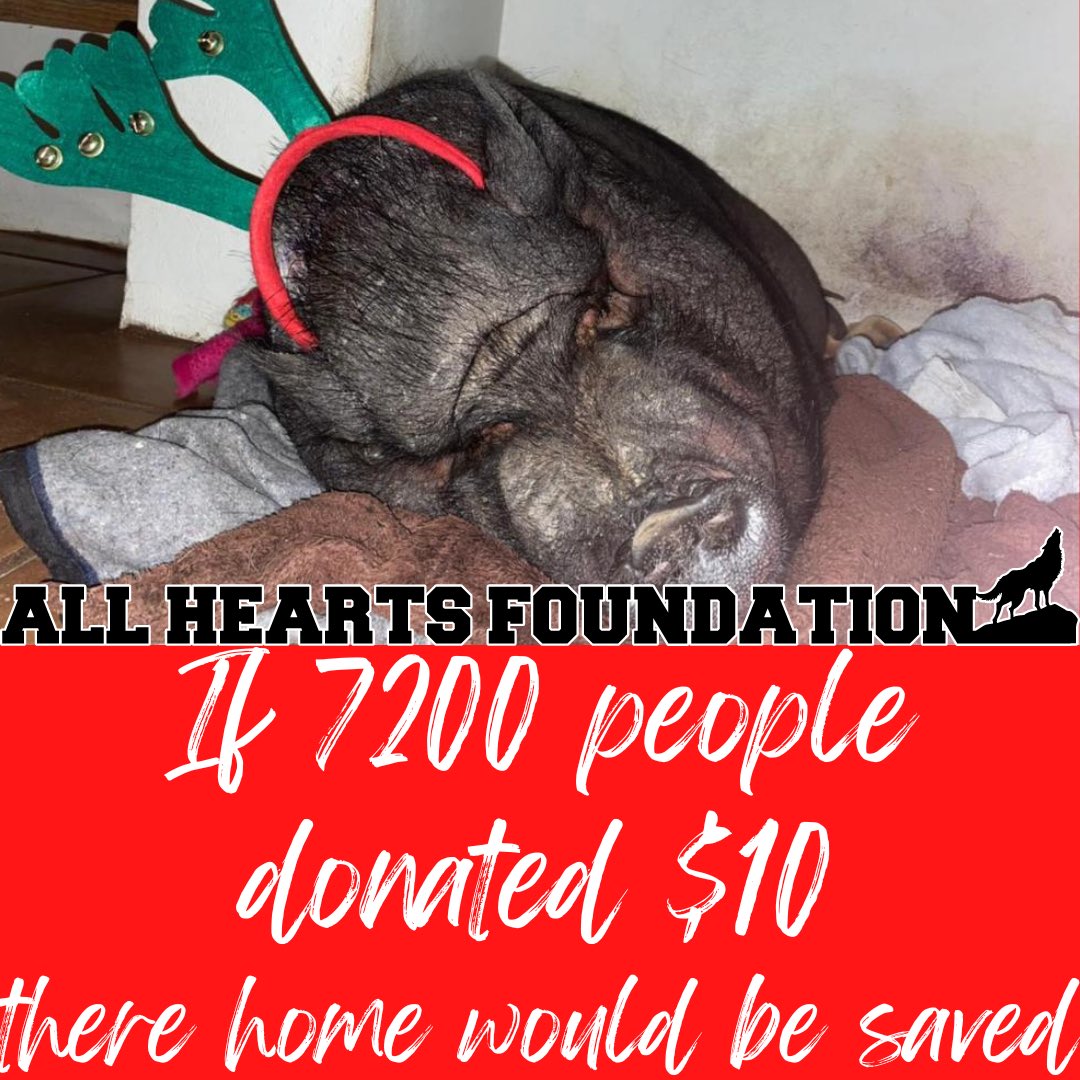 AllHeartsFound1's tweet photo. #wecandothis #helpneeded #animals #love #FYP #tweet #share #savetheirhome https://t.co/VY7dUn4xkQ