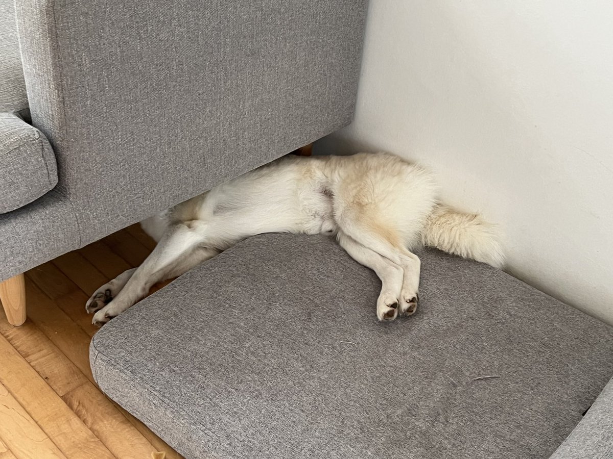 Husky is the weirdest