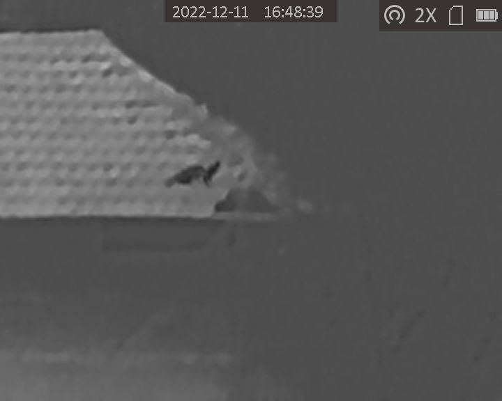 Plumforestpatchbg tweet media