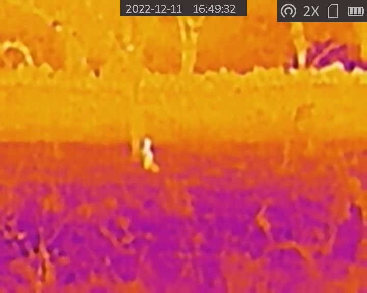 Plumforestpatchbg tweet media