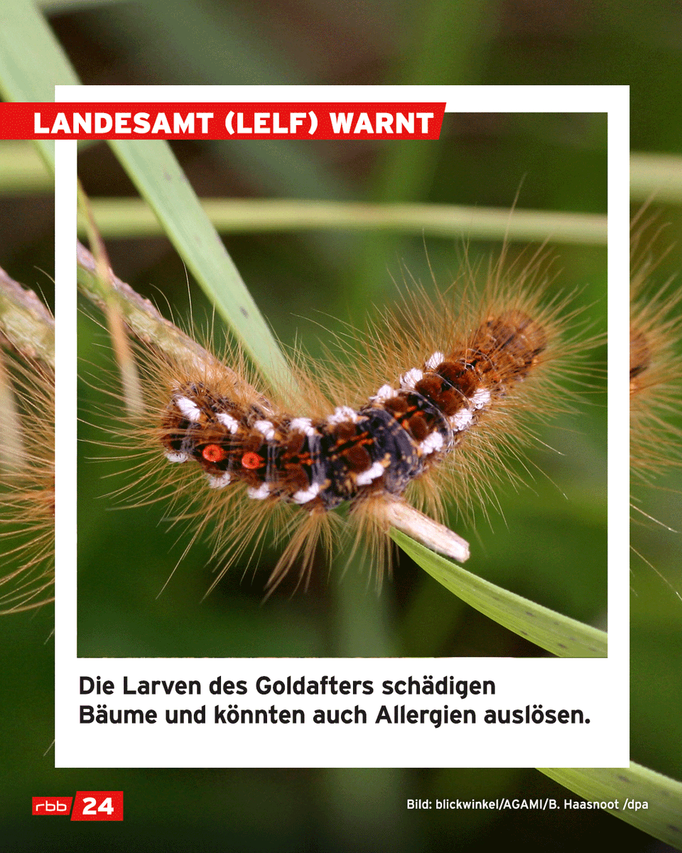 rbb24's tweet photo. Das Landesamt für Ländliche Entwicklung, Landwirtschaft und Flurneuordnung #LELF warnt vor den #Larven des Goldafter​s. Sie schädigen #Bäume und können #Allergien auslösen. Überwinterungsgespinste sollten aus Baumkronen entfernt werden. https://t.co/Pe0IJlUMhl #Brandenburg https://t.co/793tfy4wME