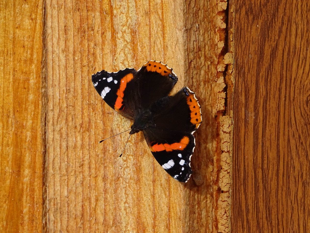 Plumforestpatchbg tweet media