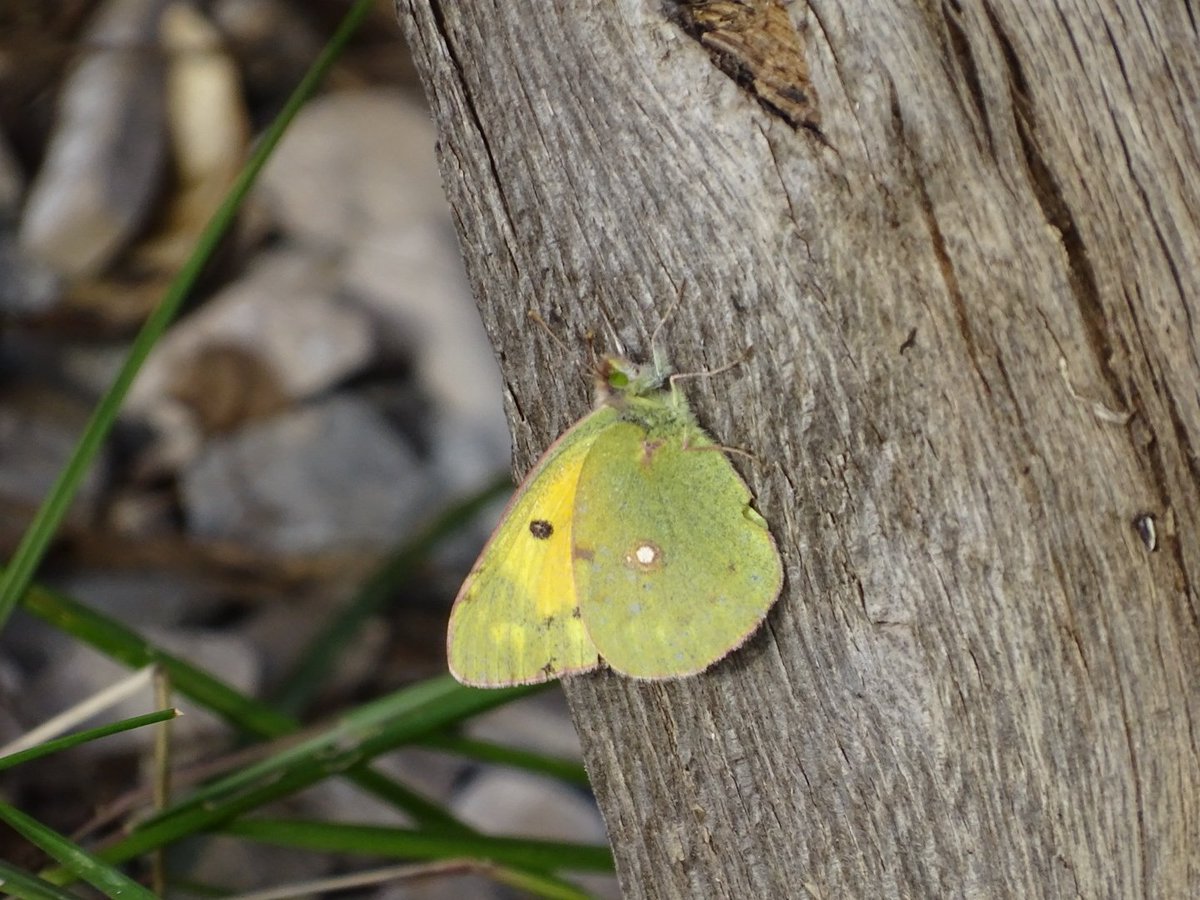 Plumforestpatchbg tweet media