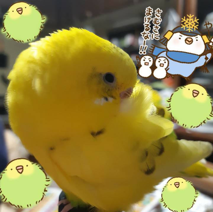 piropiyo's tweet photo. 【セキセイインコ探してます】#川崎 #高津区 #宮前区 #田園都市線 #大井町線 #南武線  #多摩川 #迷子鳥
今日で1年11ヵ月経ってしまいました。あっという間です。もう難しいかもしれないけど、どうしてもまだ、諦められません。元気でいてくれていますように…
※写真は2年前の今頃です。 https://t.co/o2nvNaMh52