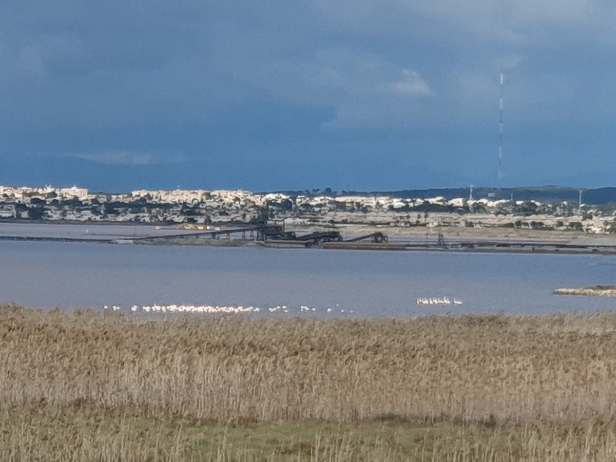 Lovely to see flamingos in the salt lake, from my Mum's hospital window yesterday 🦩🦩
#RoomWithAView #SpanishWinter