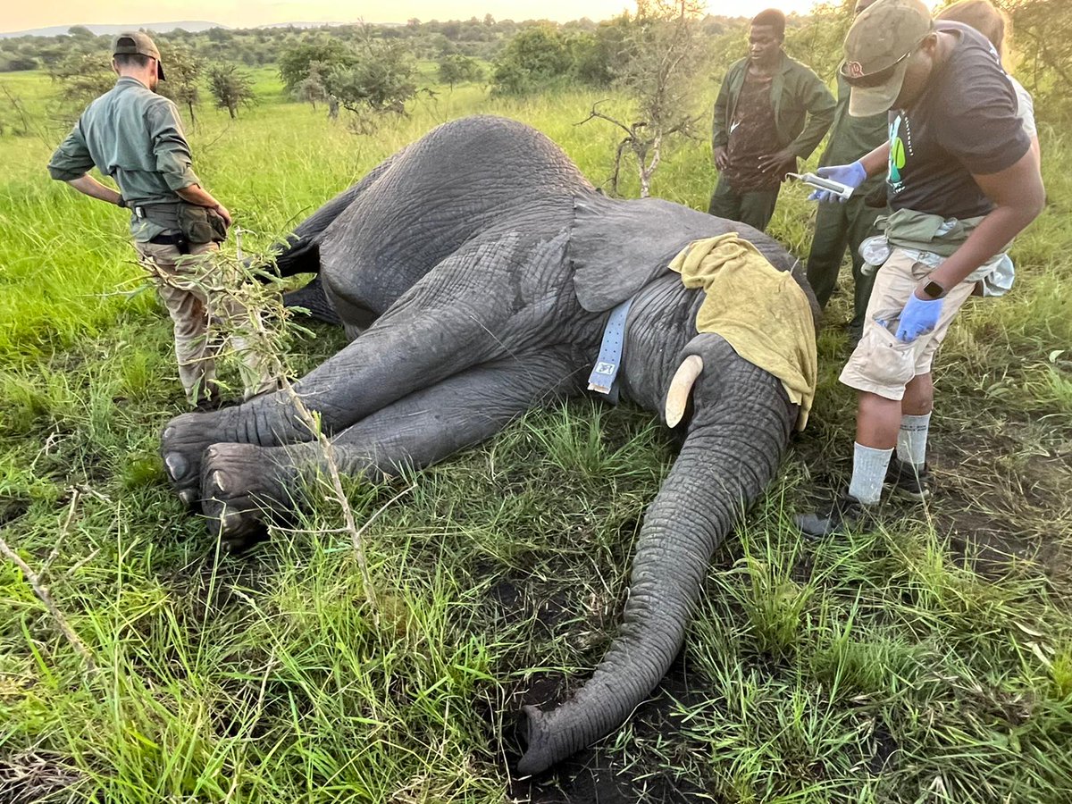 AkageraPark's tweet photo. For 10 days, the Conservation and Research Department team successfully deployed new tracking devices to 11 lions, 5 white rhinos, 3 black rhinos, and 2 elephants Lions and elephants were fitted with GPS/VHF collars, and rhinos were deployed with in-horn VHF transmitters. 1/3 https://t.co/cyHQUYU0u0