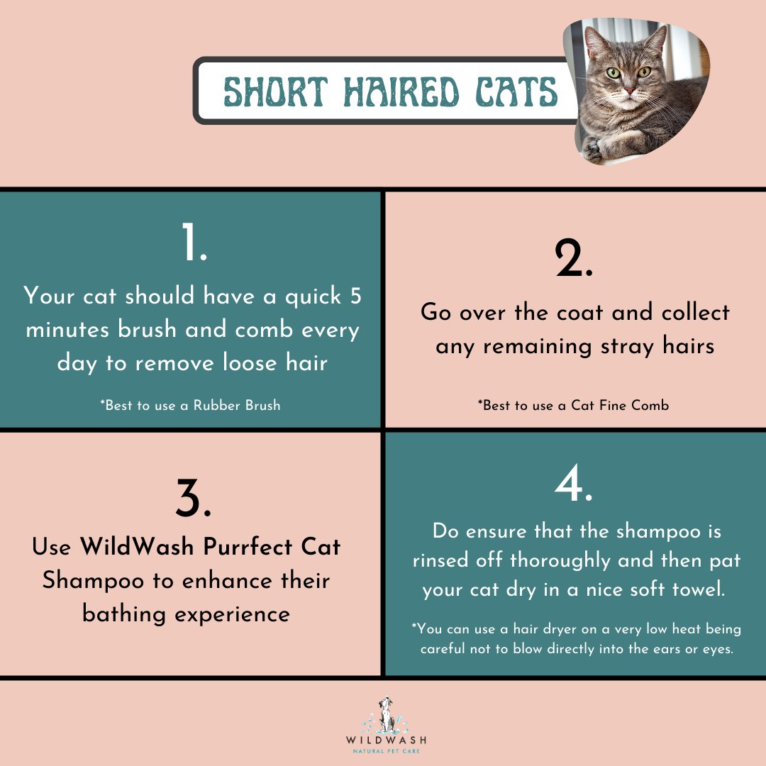 WildWash's tweet photo. Day 11 - Today is all about CATS! ๐
Make your cat feel special this Christmas with a simple Coat Care Routine ๐ป
Check out our range of Cat Coat Care Guides for a more detailed process: https://t.co/1wHbjQSOsl
#wildwash #wildwashnatural #organicshop #natural #wildwashadvent https://t.co/SWIiQTHt2Q