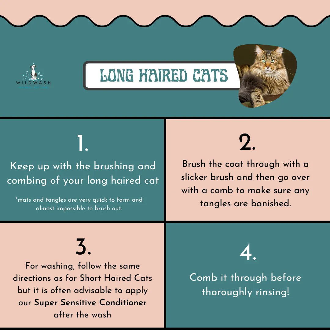 WildWash's tweet photo. Day 11 - Today is all about CATS! ๐
Make your cat feel special this Christmas with a simple Coat Care Routine ๐ป
Check out our range of Cat Coat Care Guides for a more detailed process: https://t.co/1wHbjQSOsl
#wildwash #wildwashnatural #organicshop #natural #wildwashadvent https://t.co/SWIiQTHt2Q