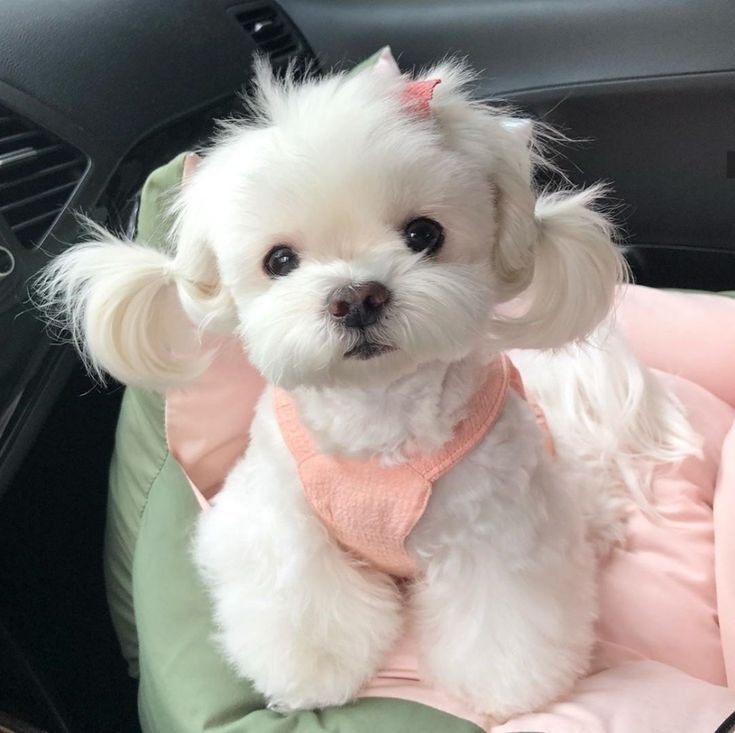 miyu tweet media