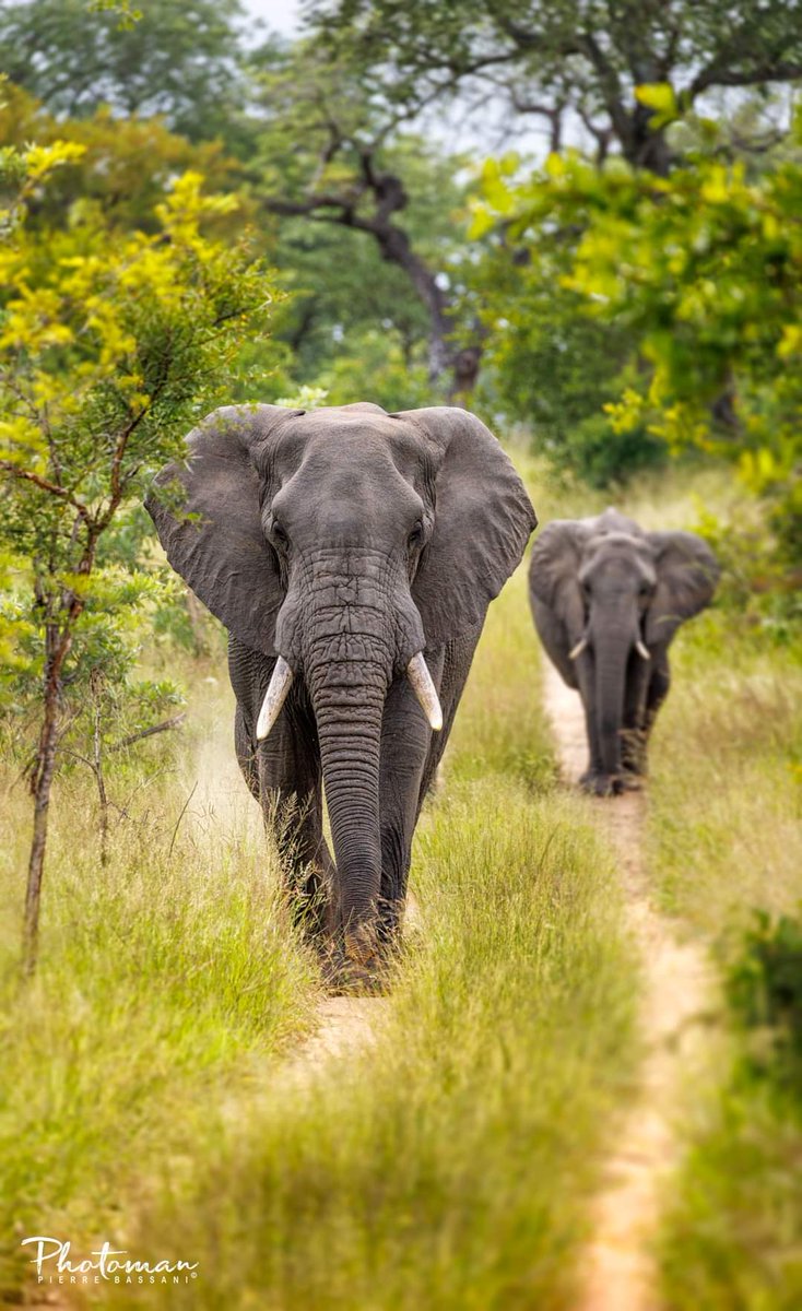 Elephant paths