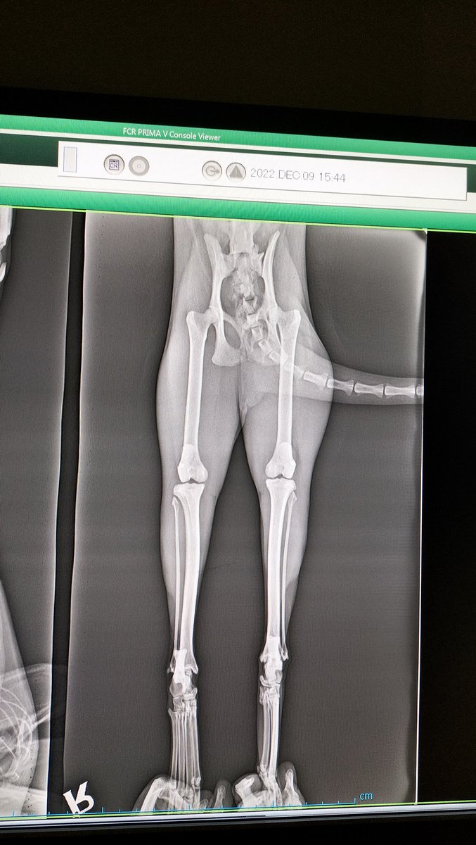 ANKARA-YUVA
dişi, 5-6 aylık. metroda ilk fotodaki halde buldum 3 gündür bu şekildeymiş oturma ve yürümede sıkıntısı vardı kliniğe götürdüm kalçasında DARBEYE bağlı olabilecek hafif bir çıkık var denildi ilaç verildi 15 gün dar bi alanda kalması gerektiği söylendi+