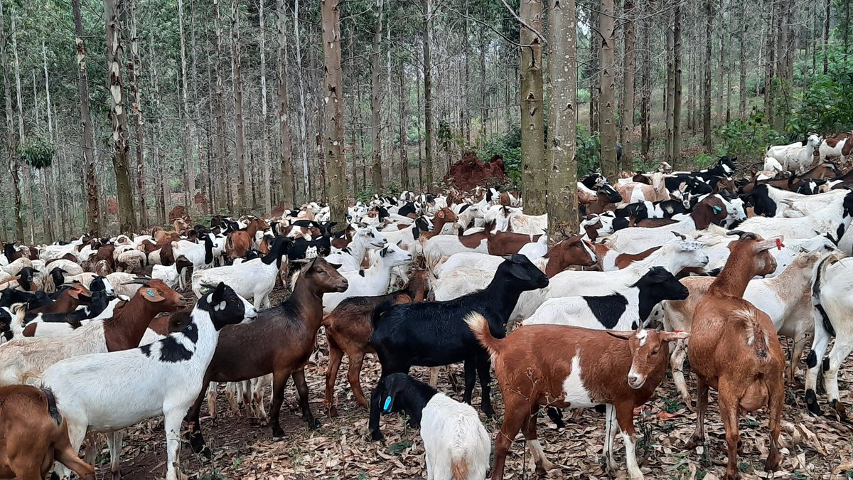 You can make a lot of money in goat farming. <a href="/FarmDem/">DEM FARM</a>