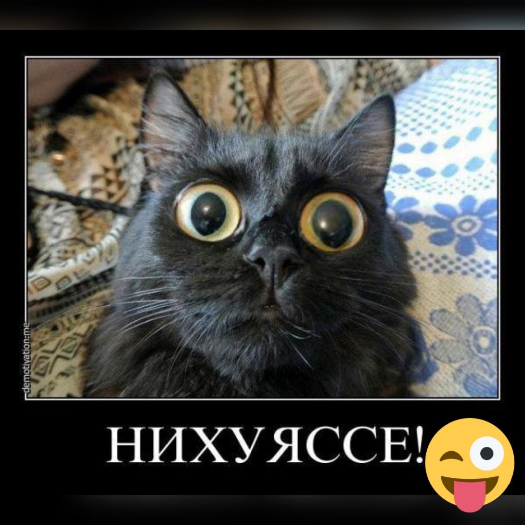 Офигевший кот с надписью