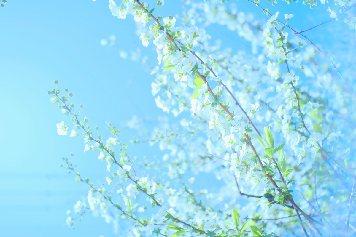 akari7775's tweet photo. みんな違ってみんないい。の白いお花。
お花写真展に出したものです✨
レンゲショウマはレントゲン写真みたい～と言われました^^
#photographer　#写真展　#TLを花でいっぱいにしよう　#私の花の写真　#kokohana https://t.co/yMH0DKVGGO